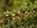 Berberis thunbergii Green Carpet-1 Berberys Thunberga